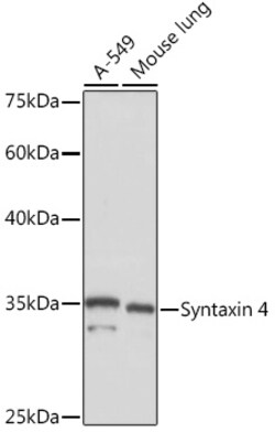 ABclonal Technology&nbsp;Syntaxin 4 Rabbit mAb