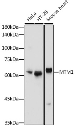 ABclonal Technology&nbsp;MTM1 Rabbit pAb