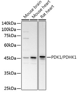 ABclonal Technology&nbsp;PDK1/PDHK1 Rabbit pAb