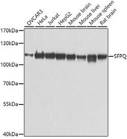 ABclonal Technology&nbsp;SFPQ Rabbit pAb