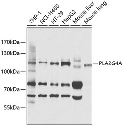 ABclonal Technology&nbsp;PLA2G4A Rabbit pAb