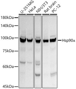ABclonal Technology&nbsp;Hsp90α Rabbit pAb