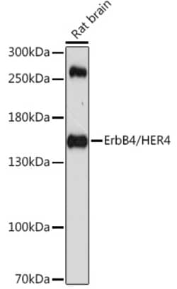ABclonal Technology&nbsp;ErbB4/HER4 Rabbit pAb