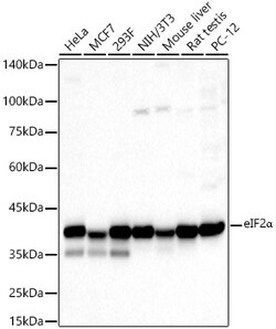 ABclonal Technology&nbsp;eIF2α Rabbit pAb