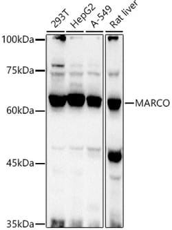 ABclonal Technology&nbsp;MARCO Rabbit pAb