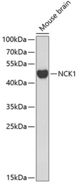 ABclonal Technology&nbsp;NCK1 Rabbit pAb