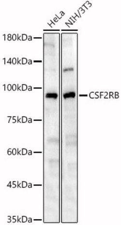 ABclonal Technology&nbsp;CSF2RB Rabbit pAb