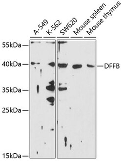 ABclonal Technology&nbsp;DFFB Rabbit pAb