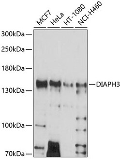 ABclonal Technology&nbsp;DIAPH3 Rabbit pAb