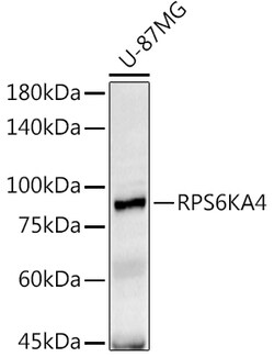 ABclonal Technology&nbsp;RPS6KA4 Rabbit pAb