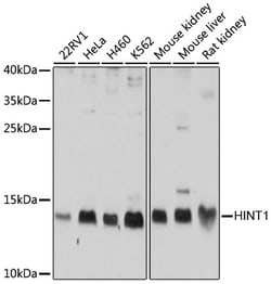 ABclonal Technology&nbsp;HINT1 Rabbit pAb