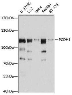 ABclonal Technology&nbsp;PCDH1 Rabbit pAb