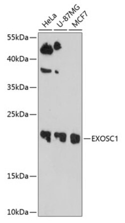 ABclonal Technology&nbsp;EXOSC1 Rabbit pAb