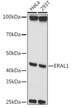 ABclonal Technology&nbsp;ERAL1 Rabbit pAb