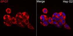 ABclonal Technology&nbsp;SPG7 Rabbit pAb