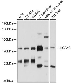 ABclonal Technology&nbsp;HGFAC Rabbit pAb