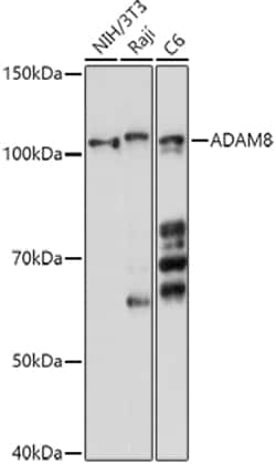 ABclonal Technology&nbsp;ADAM8 Rabbit pAb
