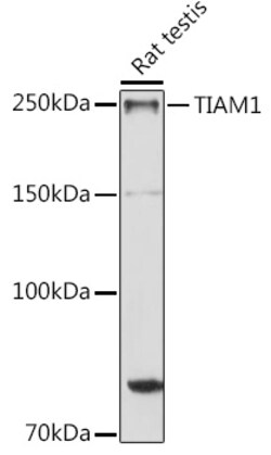 ABclonal Technology&nbsp;TIAM1 Rabbit pAb