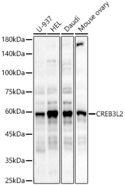ABclonal Technology&nbsp;CREB3L2 Rabbit pAb