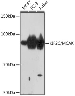 ABclonal Technology&nbsp;KIF2C/MCAK Rabbit mAb