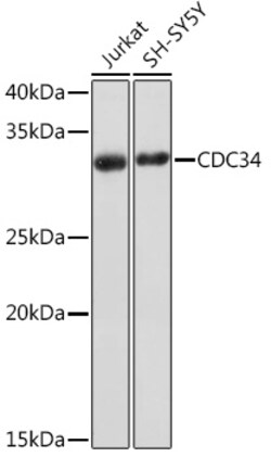 ABclonal Technology&nbsp;CDC34 Rabbit mAb