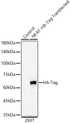 ABclonal Technology&nbsp;HA-Tag Rabbit mAb