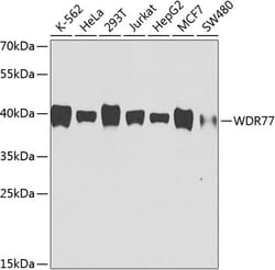ABclonal Technology&nbsp;WDR77 Mouse mAb