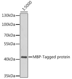 ABclonal Technology&nbsp;Mouse anti MBP-Tag mAb