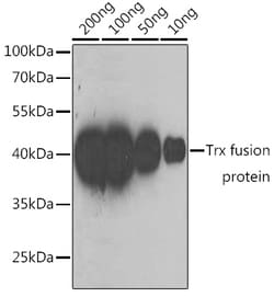 ABclonal Technology&nbsp;Mouse anti Trx-Tag mAb