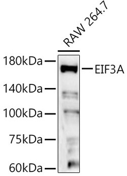 ABclonal Technology&nbsp;EIF3A Rabbit pAb