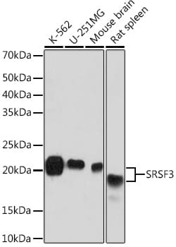 ABclonal Technology&nbsp;SRSF3 Rabbit mAb