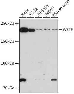 ABclonal Technology&nbsp;WSTF Rabbit mAb