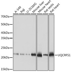 ABclonal Technology&nbsp;UQCRFS1 Rabbit mAb