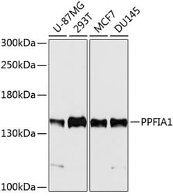 ABclonal Technology&nbsp;PPFIA1 Rabbit pAb