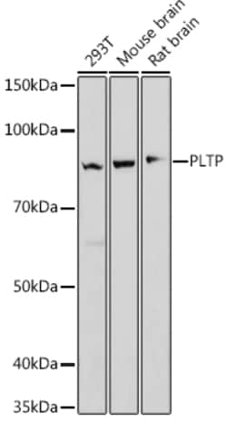 ABclonal Technology&nbsp;PLTP Rabbit mAb