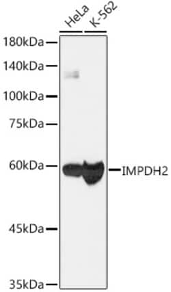 ABclonal Technology&nbsp;[KO Validated] IMPDH2 Rabbit mAb