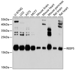 ABclonal Technology&nbsp;REEP5 Rabbit pAb