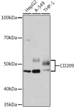 ABclonal Technology&nbsp;CD209 Rabbit mAb