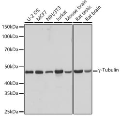 ABclonal Technology&nbsp;γ-Tubulin Rabbit mAb