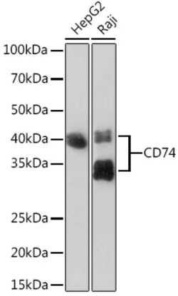 ABclonal Technology&nbsp;CD74 Rabbit mAb