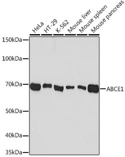 ABclonal Technology&nbsp;ABCE1 Rabbit mAb