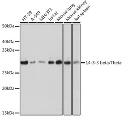ABclonal Technology&nbsp;14-3-3 beta/zeta Rabbit mAb