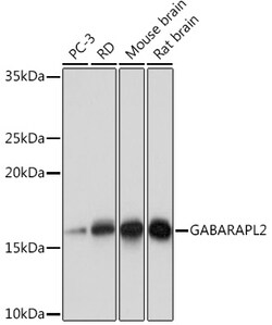 ABclonal Technology&nbsp;GABARAPL2 Rabbit mAb