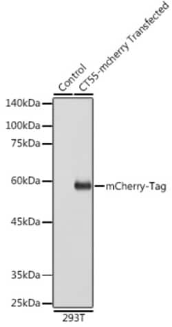 ABclonal Technology&nbsp;Mouse anti mCherry-Tag mAb