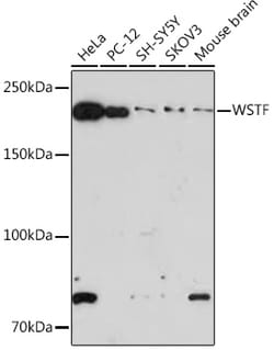 ABclonal Technology&nbsp;WSTF Rabbit mAb