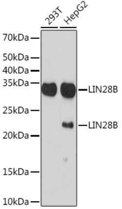 ABclonal Technology&nbsp;LIN28B Rabbit mAb