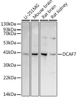 ABclonal Technology&nbsp;DCAF7 Rabbit mAb