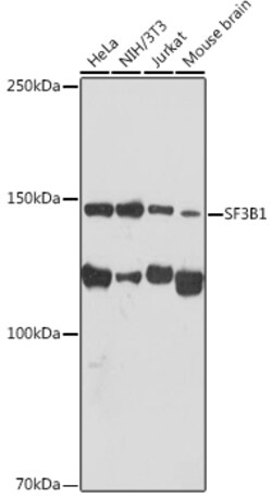 ABclonal Technology&nbsp;SF3B1 Rabbit mAb