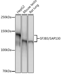 ABclonal Technology&nbsp;SF3B3/SAP130 Rabbit mAb