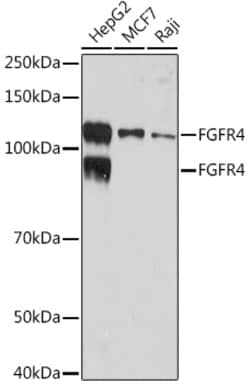 ABclonal Technology&nbsp;FGFR4 Rabbit mAb